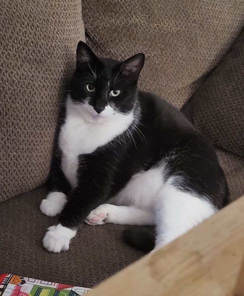 tuxedo cat with an evil aura 