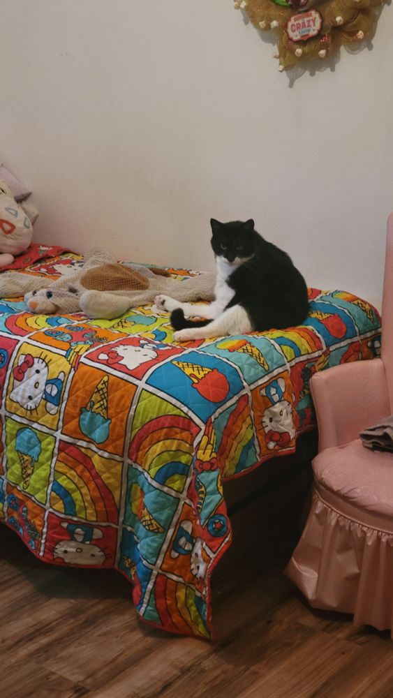 picture of a black and white cat, laying on a bed with multicolored blanket, stuffed animals, and a pink chair 