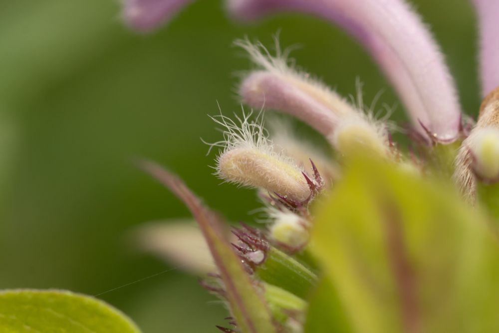 Closed M fistulosa flower that is still in the early stages of development but still shows the tuft of hairs