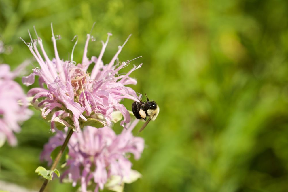bumblebee foraging monarda pollen
