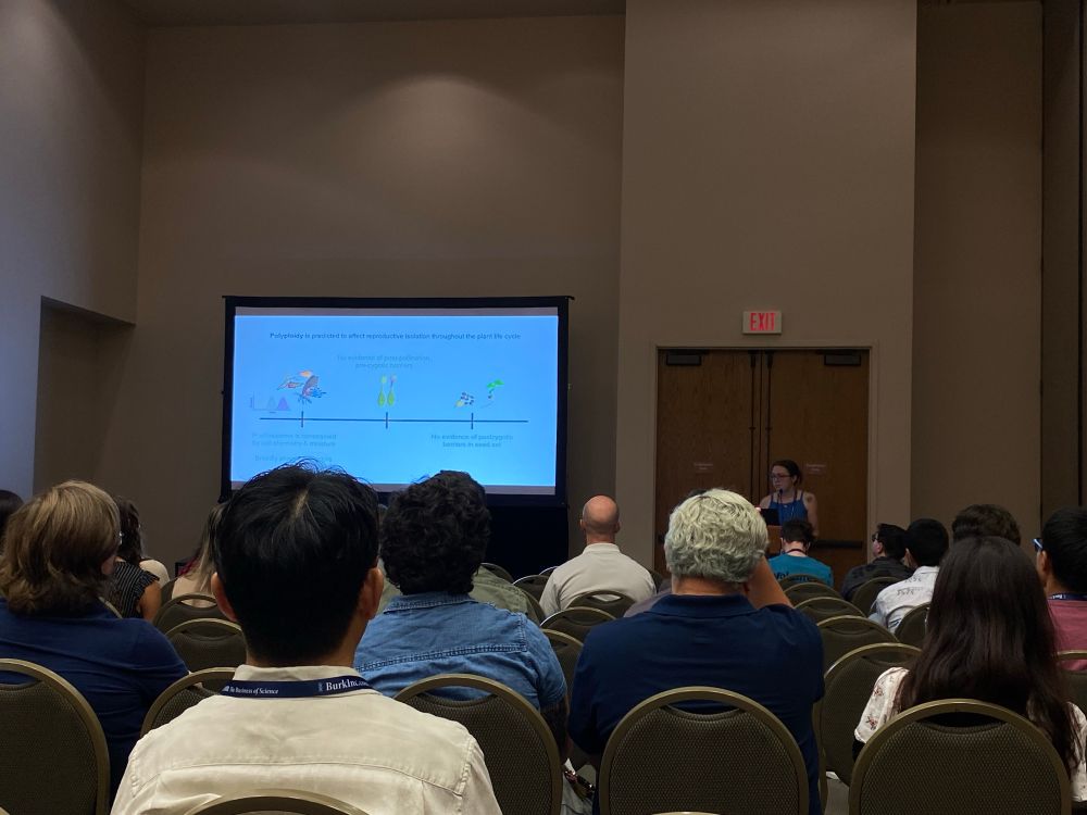Christina presenting on Texas polyploid phlox 