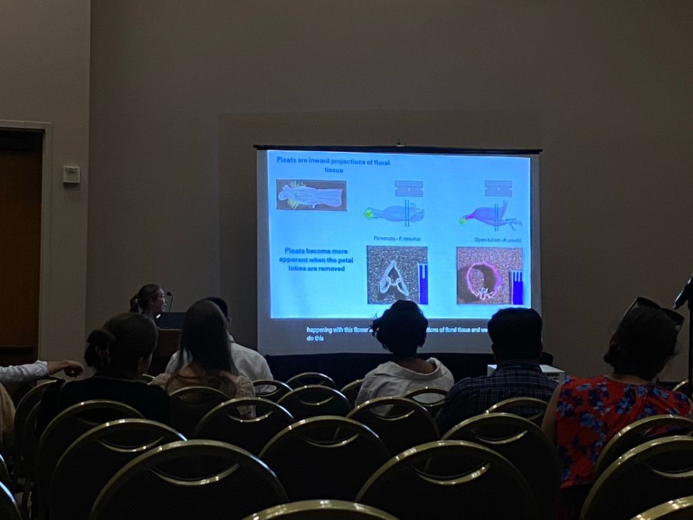Trinity showing cross-sections from personate vs open flowers 