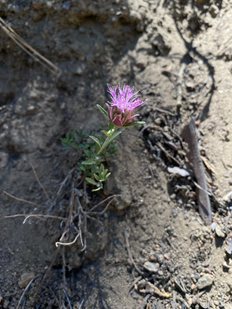 Monardella full plant