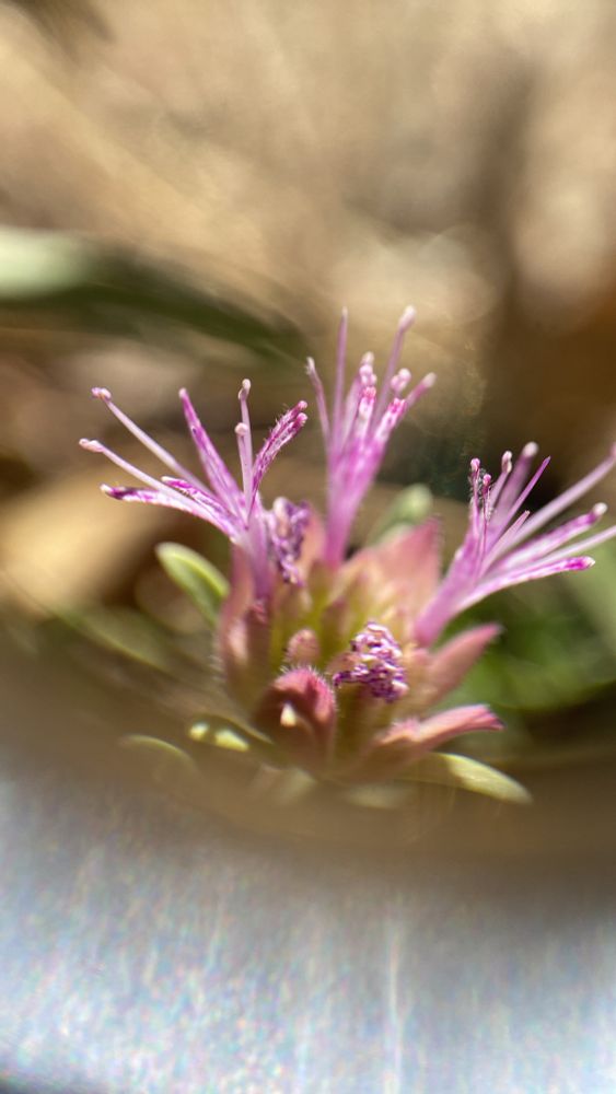 Monardella inflorescence up close