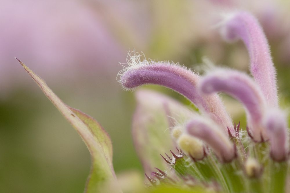 Closed M fistulosa flower that is a lot of the way through development, which still shows the tuft of hairs on top