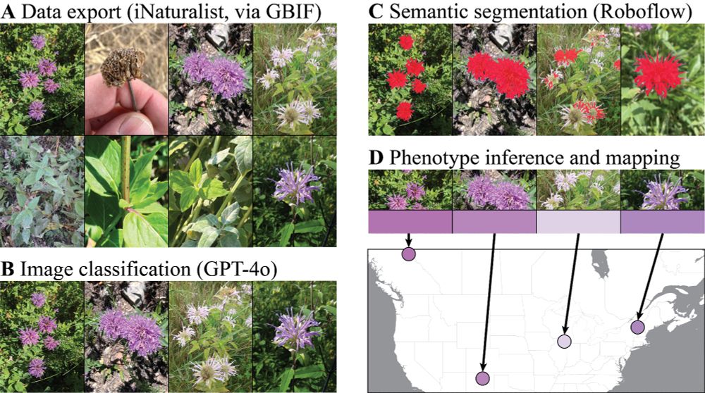 Figure 1: Steps with representative photographs of the flower color phenotyping pipeline. A) We exported all research-grade iNaturalist observations of Monarda fistulosa from GBIF. B) We used GPT-4o to classify each image as to whether it contained a flower. C) We trained a Roboflow semantic segmentation model on a subset of images and applied the trained model to extract “flower” pixels from each image in the dataset. D) We calculated the geometric median of each set of extracted pixels to represent the flower color phenotype from each image, and we paired this phenotype with the observation’s iNaturalist metadata for spatial analysis.