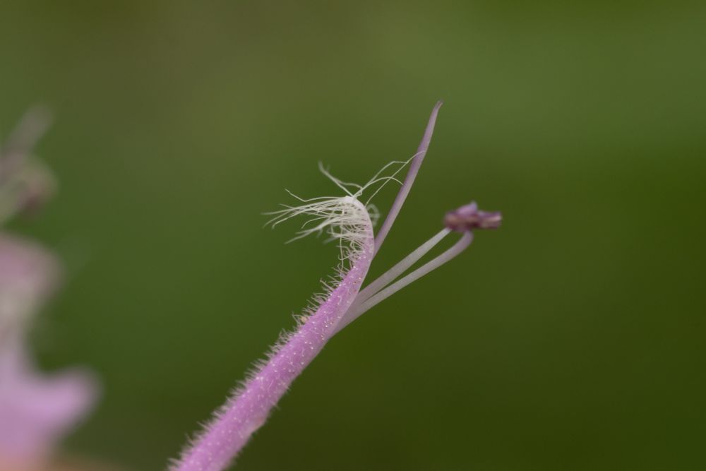 Tip of the the upper calyx lobe of a mature M fistulosa flower, sporting a tuft of hairs