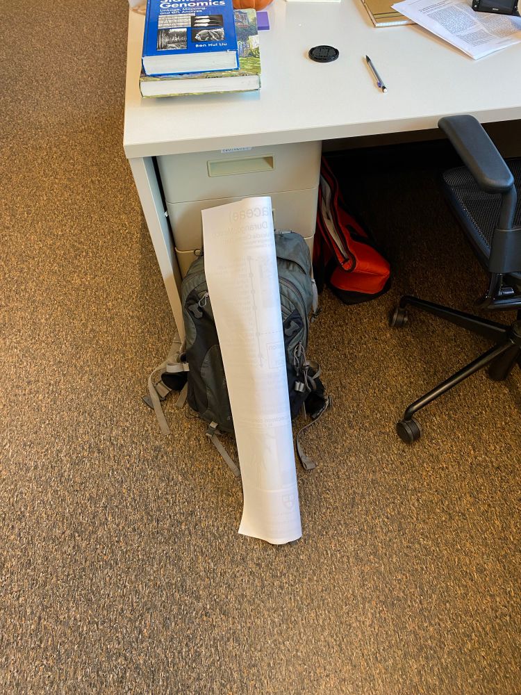 Rolled up poster at my desk 