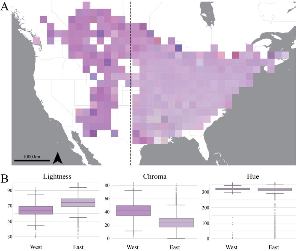 Figure 2: Spatial summary of Monarda fistulosa flower colors across North America. A) Map of the color of M. fistulosa flowers. Each square is a 200km x 200km cell with the color corresponding to the average median CIELAB color value of each observation in the cell. The dotted line denotes -100° longitude, separating eastern and western regions of the range. B) Boxplots summarizing LCh color components west and east of -100° longitude, with each box showing the median and interquartile range, and with the color of each box reflecting the geometric median CIELAB value from west and east, respectively. 
