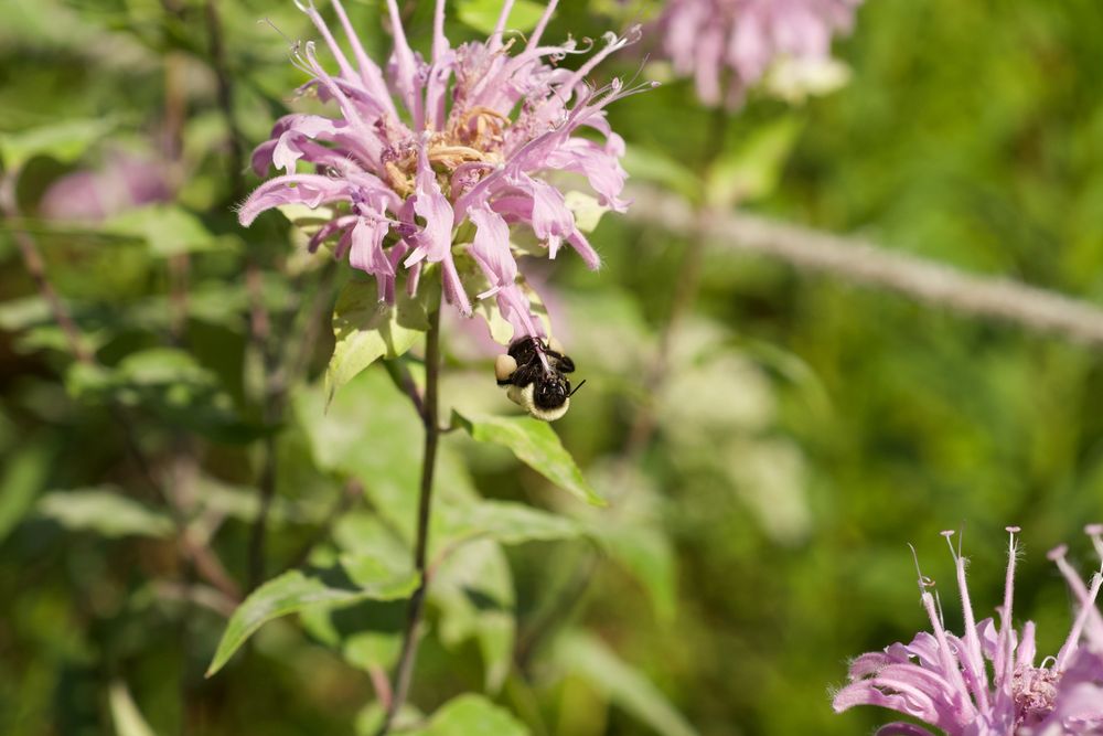 bumblebee foraging monarda pollen