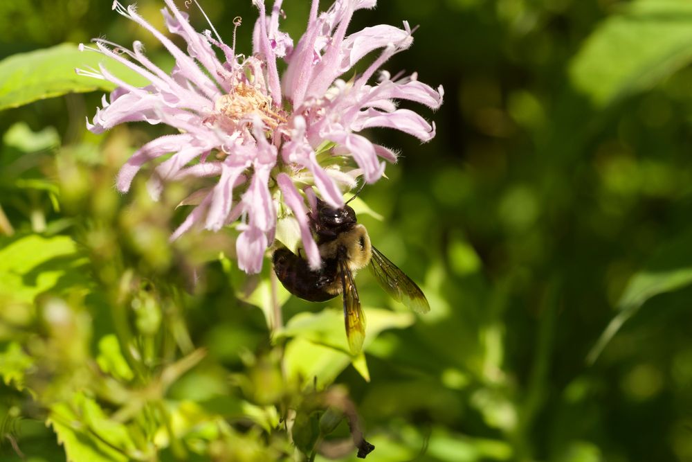 honeybee nectar-robbing from monarda fistulosa