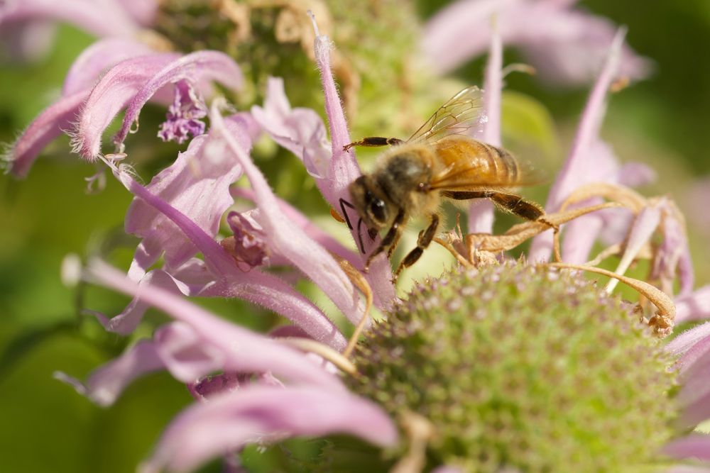 honeybee nectar-robbing from monarda fistulosa