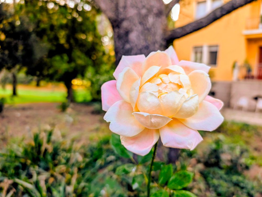 A close-up shot of a single, pale pink and cream rose in bloom, set against a softly blurred background. The rose is in the foreground, with its delicate petals unfurling. In the background, there's a hint of a tree trunk and foliage on the left, and a yellow building with a window on the right. The overall impression is one of natural beauty and gentle warmth.