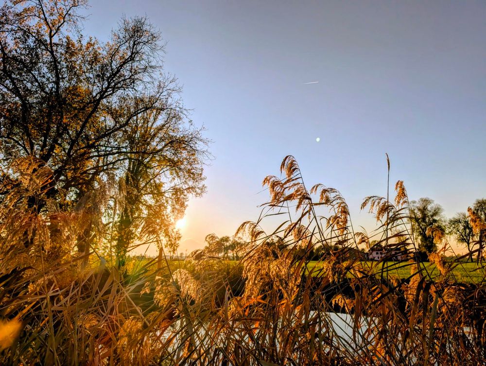 Sunlight filters through tall golden reeds beside a quiet stream, with bare trees silhouetted against a clear sky and a distant farmhouse resting on a green field.