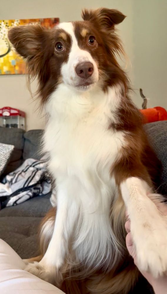 A red tricolor Australian shepherd reaching out her paw to get attention 