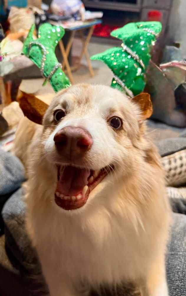 A very smiley red merle Australian shepherd wearing green antlers amidst a sea of boxes full of Christmas decorations