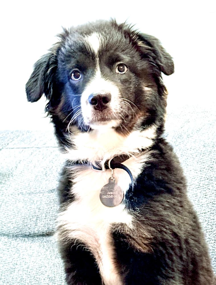 A faded picture of a black tri australian shepherd puppy