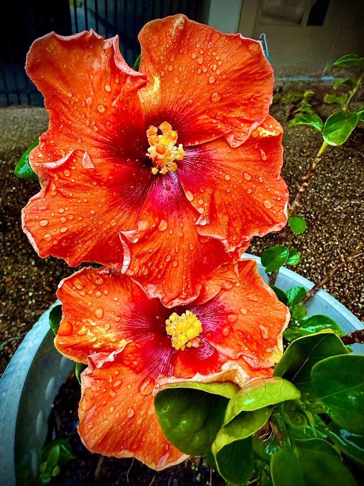 Two deep orange hibiscus blooms, one atop the other like a hibiscus totem, on a rainy day 