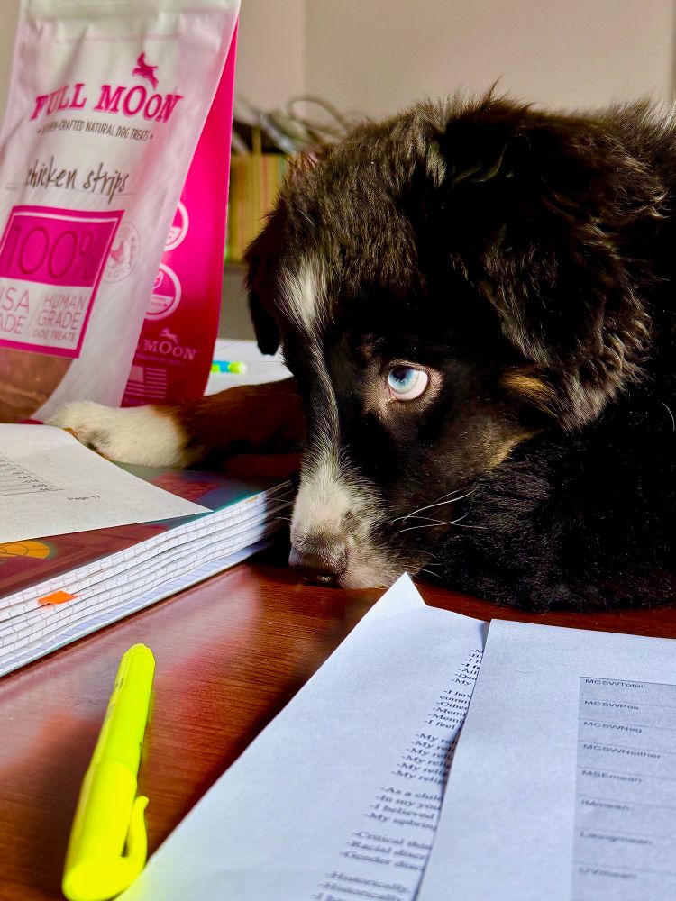 A black tri Australian shepherd puppy with blue eyes lying in the middle of a conference table amidst papers and books looking up at students writing on a whiteboard