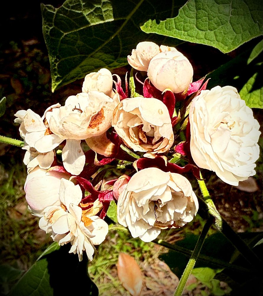 White clerodendrum cluster of six flowers in various stages of blooming