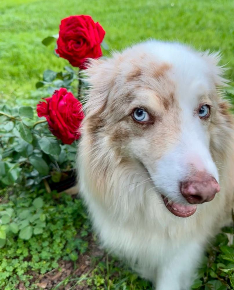 A blue-eyed red Merle Australian shepherd looking bashful next to two big red roses