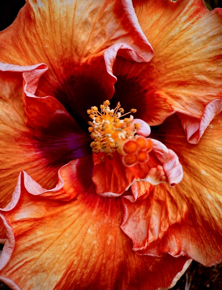 Closeup of a golden orange Sweetie Pie hibiscus flower with its curled edges on its five petals and a bonus baby petal attached to the stamen. 