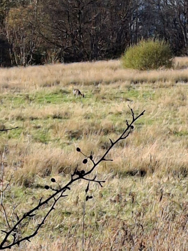 Woodland in background of field witj deer grazing