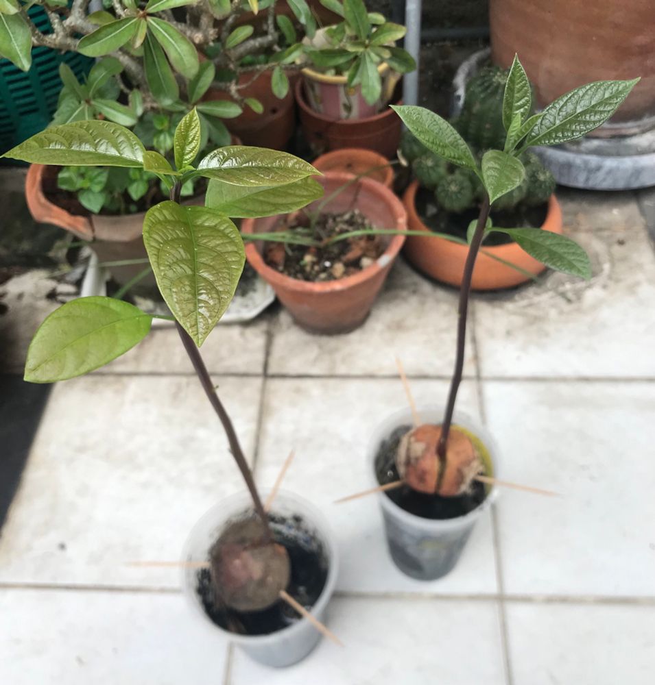 Two avocado plans growing in plastic cups