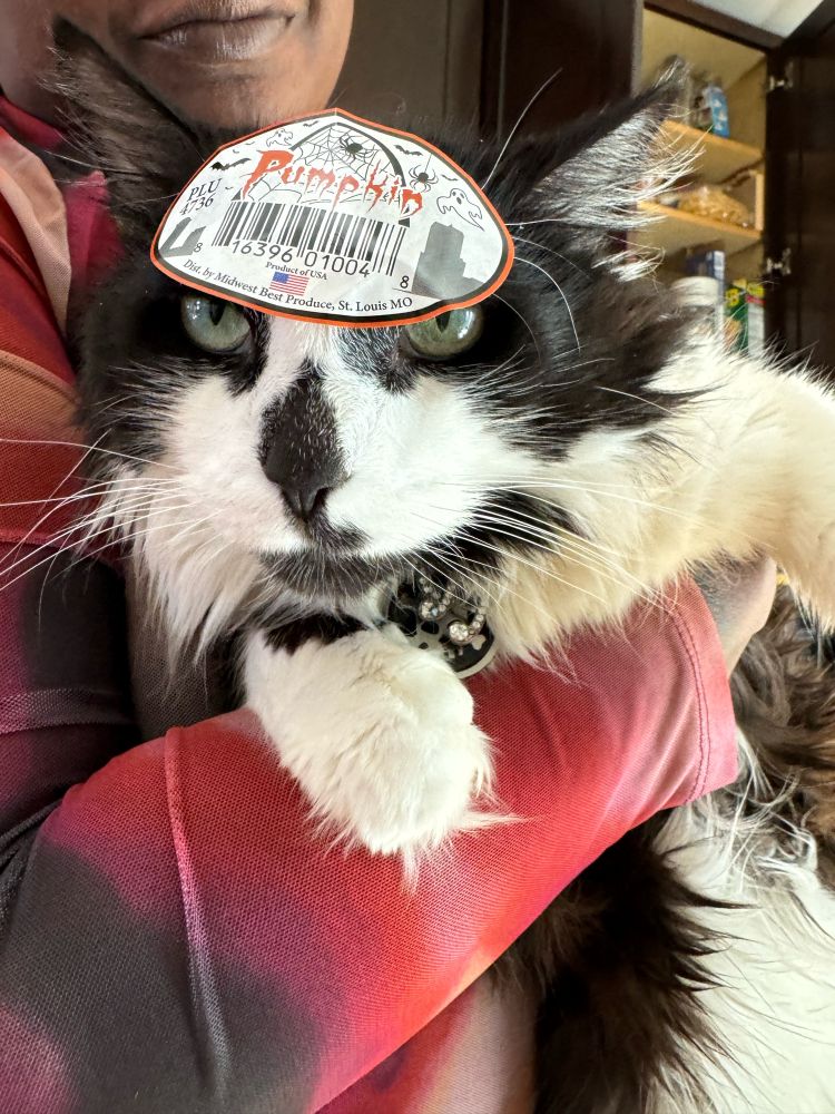 cat who has a pumpkin sticker with barcode on his forehead