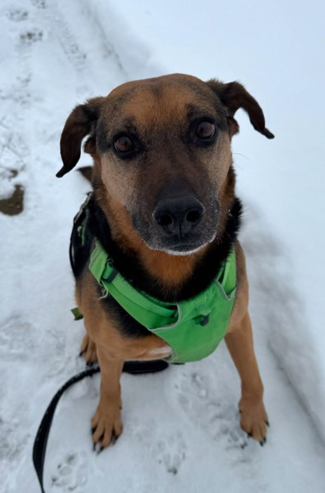 Black and tan hound mix in a green harness sits on a snow covered sidewalk with footprints and a three inch snow wall on the side.