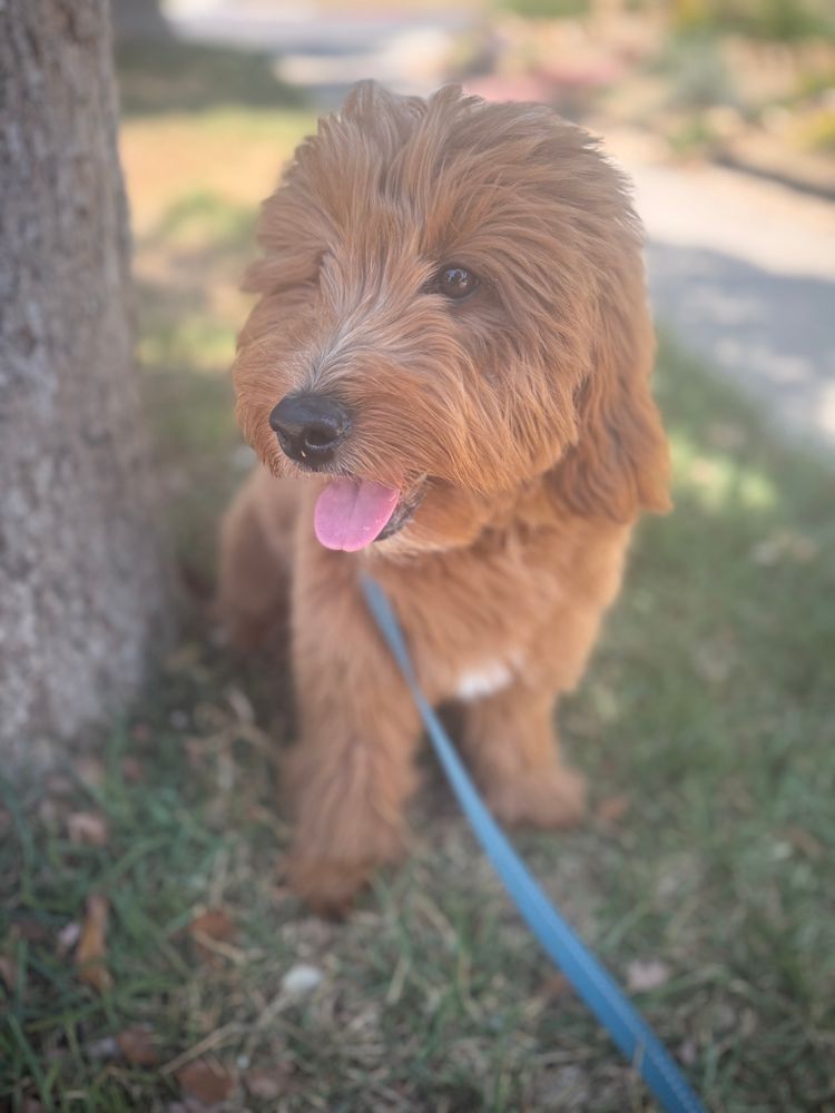 Photo of a golden doodle 