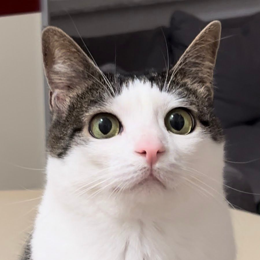 Luna the cat looking like a normal cat