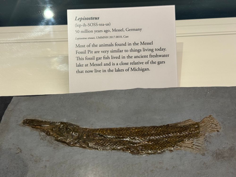 Fossil gar in a natural history museum. 