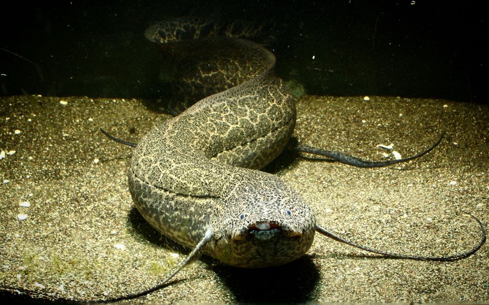 A Marbled African Lungfish (Protopterus aethiopicus) in an aquarium looks directly at the camera. Lungfishes have the largest genomes among vertebrates. They also breathe air, and the four African species can survive periods of drought by undergoing estivation (slowed metabolism, like hibernation but in a drought instead of winter). They are also among the most ancient lineages of jawed vertebrates, and are more closely related to humans than fish like salmon or bass!