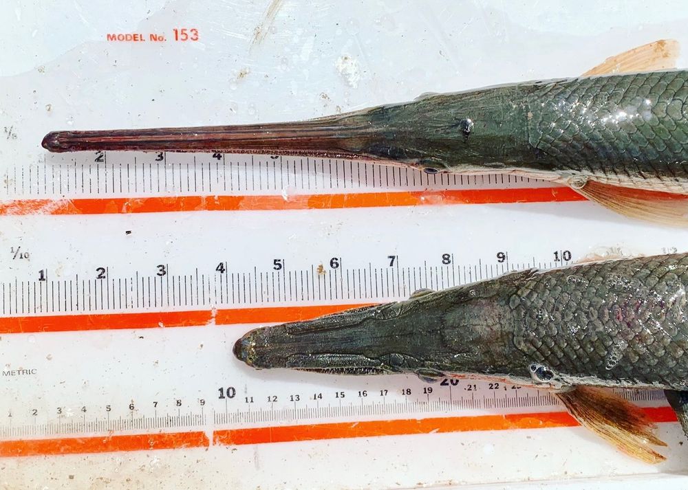 Two gars (fish) are shown on a measuring board, with a dorsal view of their heads. The Longnose Gar (top of photo) is shown to have a much longer snout than the Shortnose Gar (bottom of photo). Text of the post suggests a “Pinocchio” effect where one species lied and therefore has a long nose, whereas the other one is more truthful and has a shorter nose. 
This is a niche fish evolution and fairytale joke that the author was compelled to tell before going to sleep. 