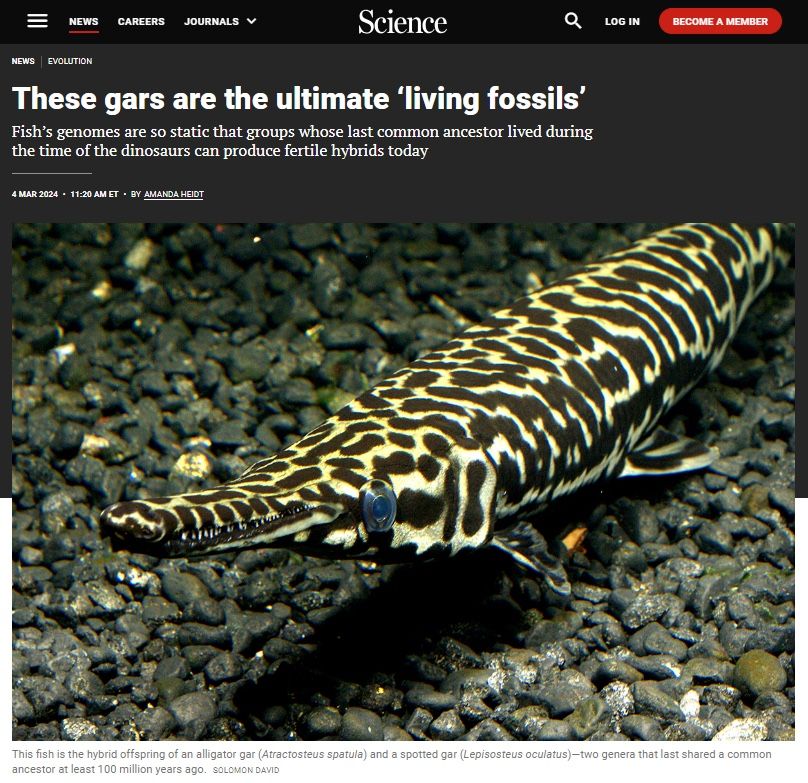 Headline for science news story about living fossils, featuring a gar image.