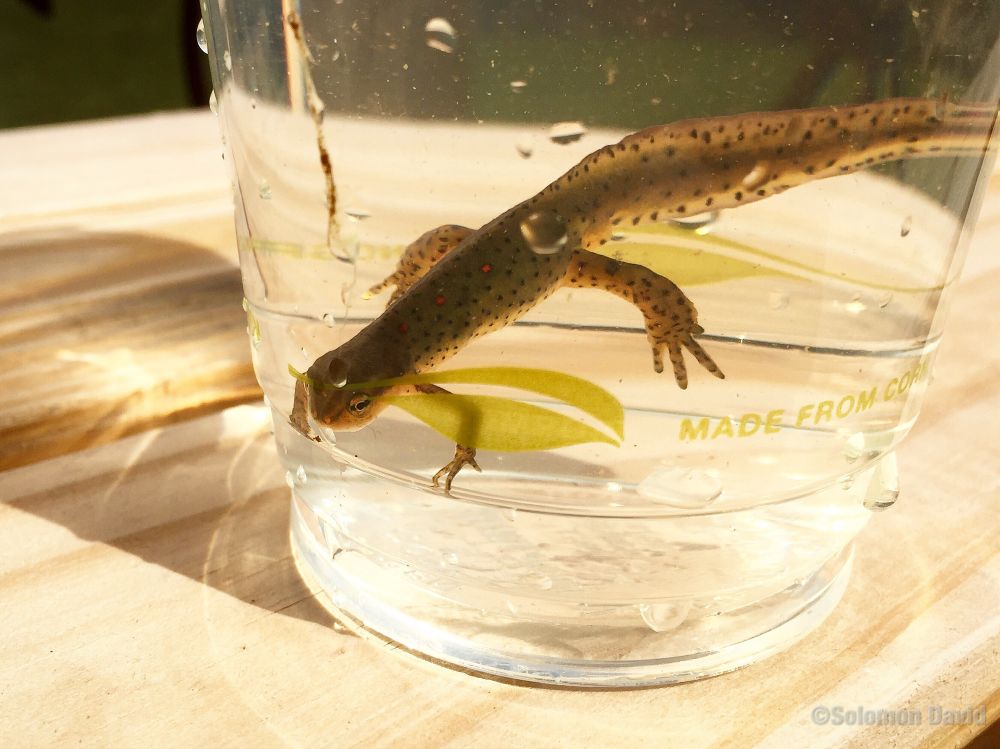 Photo of a newt (Eastern Newt) in a cup with water. The animal was briefly observed and then safely released. 