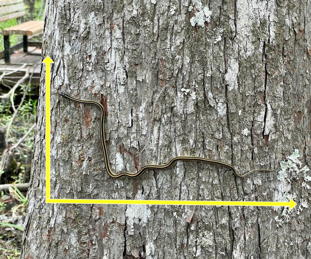 A snake climbs the side of a tree. Its body looks like a graph showing a steep decline. Yellow axes are overlaid on the graph. The snake is better at the economy than the current administration. 