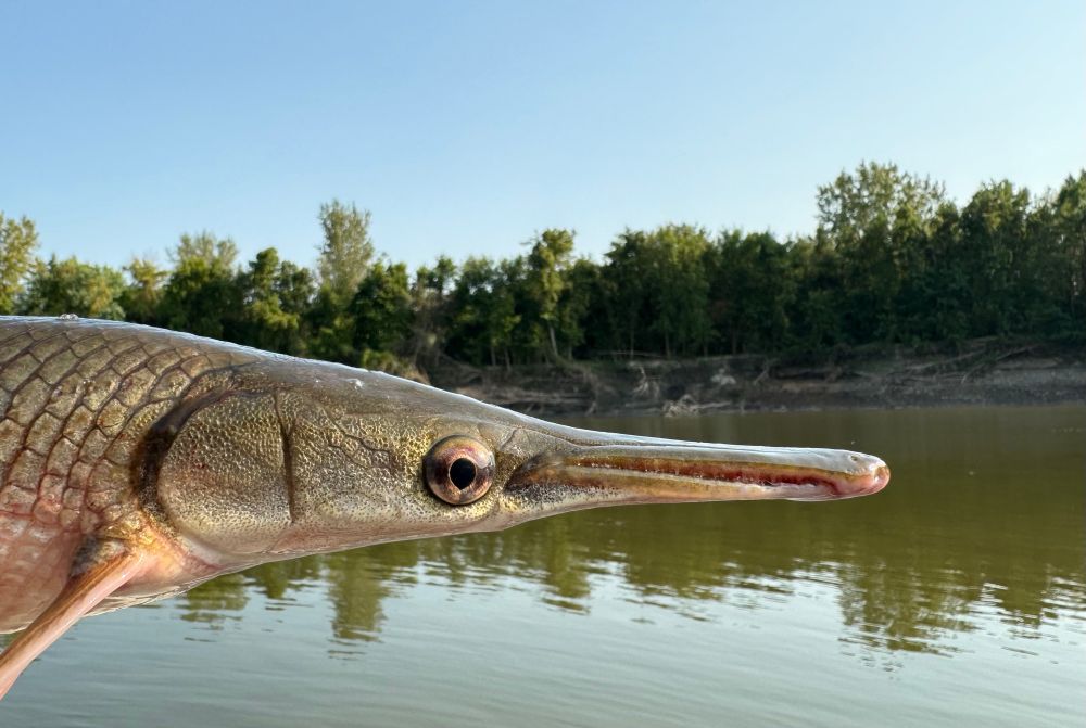 A Shortnose Gar headshot is pictured against the backdrop of the Minnesota River. Obviously on the lookout for potential GARduate students. 