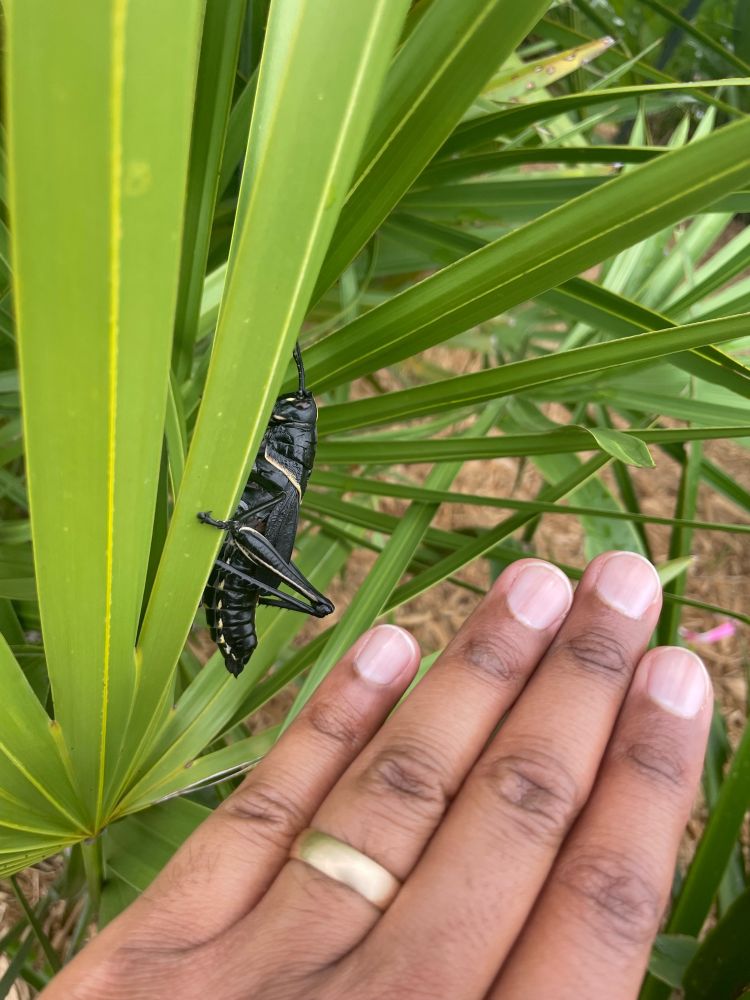 A large black grasshopper is seen on a plant, with a person’s fingers in the frame for scale. 