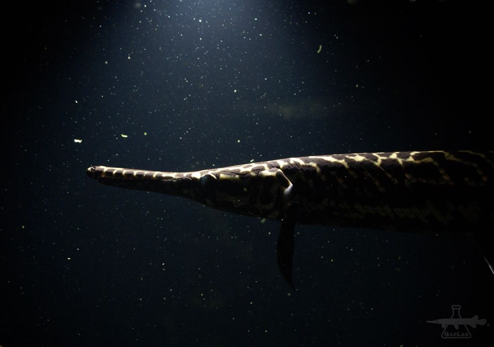 The shadowy outline of a gar is seen through the water, illuminated from above. 
We imagine its voice is like Bane, from The Dark Knight Rises…