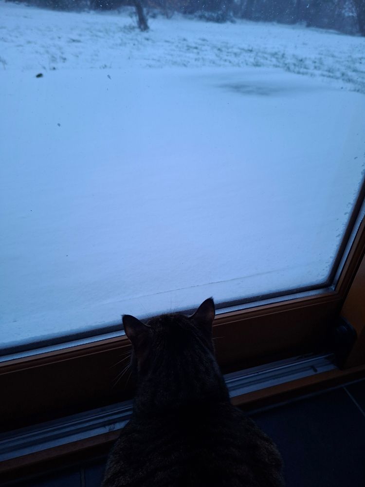 Petit chat regardant le BLANC ayant envahi son jardin 