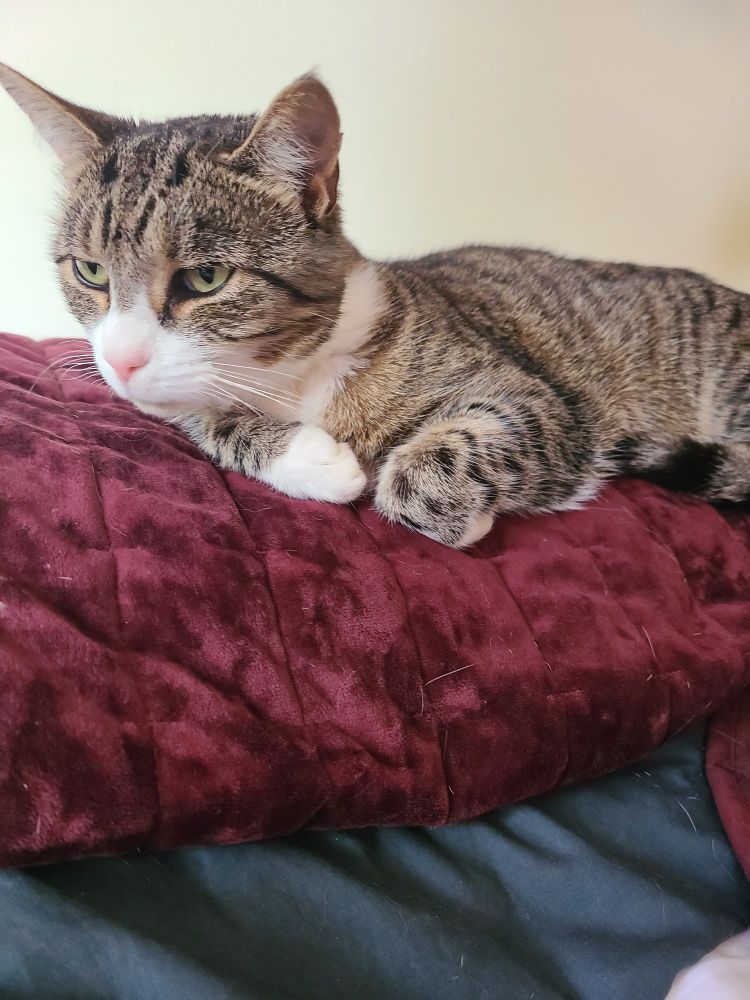 A tabby and white cat sitting on top of a burgundy velvet pillow.