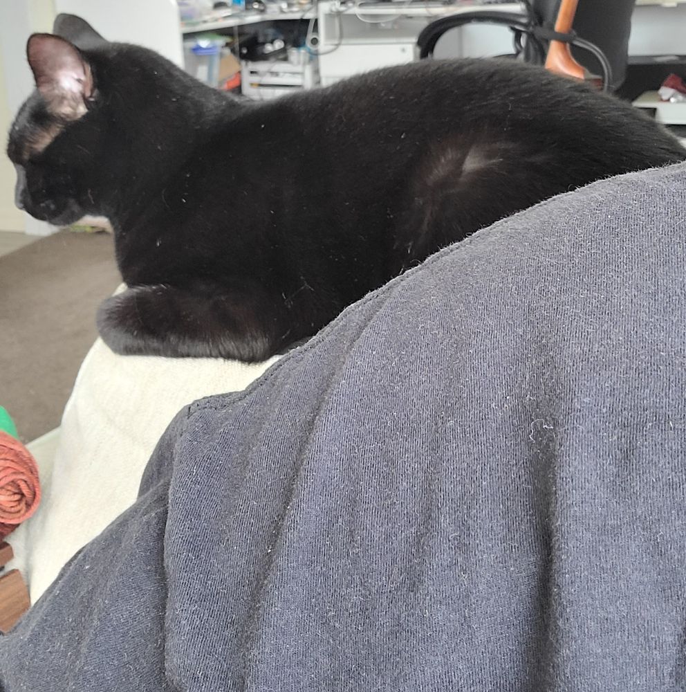 A cute silly black cat sitting on the back of a beige lounge chair behind my black tshirted shoulder. 