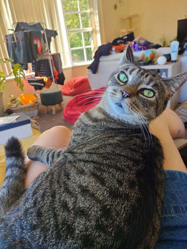 A delightful tabby with greenish-yellow eyes poses for the camera having just sat down my my lap...which had just sat down after a long day at work.