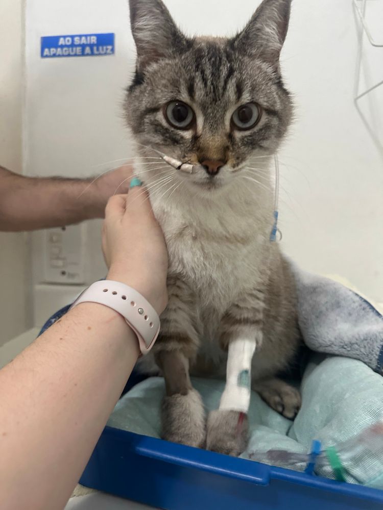 gato lancelot na clínica veterinária. ele esta sentado, uma pata esta com o pelo raspado, a outra está enfaixadinha com um acesso instalado. no focinho ele tem uma sonda nasogastrica instalada