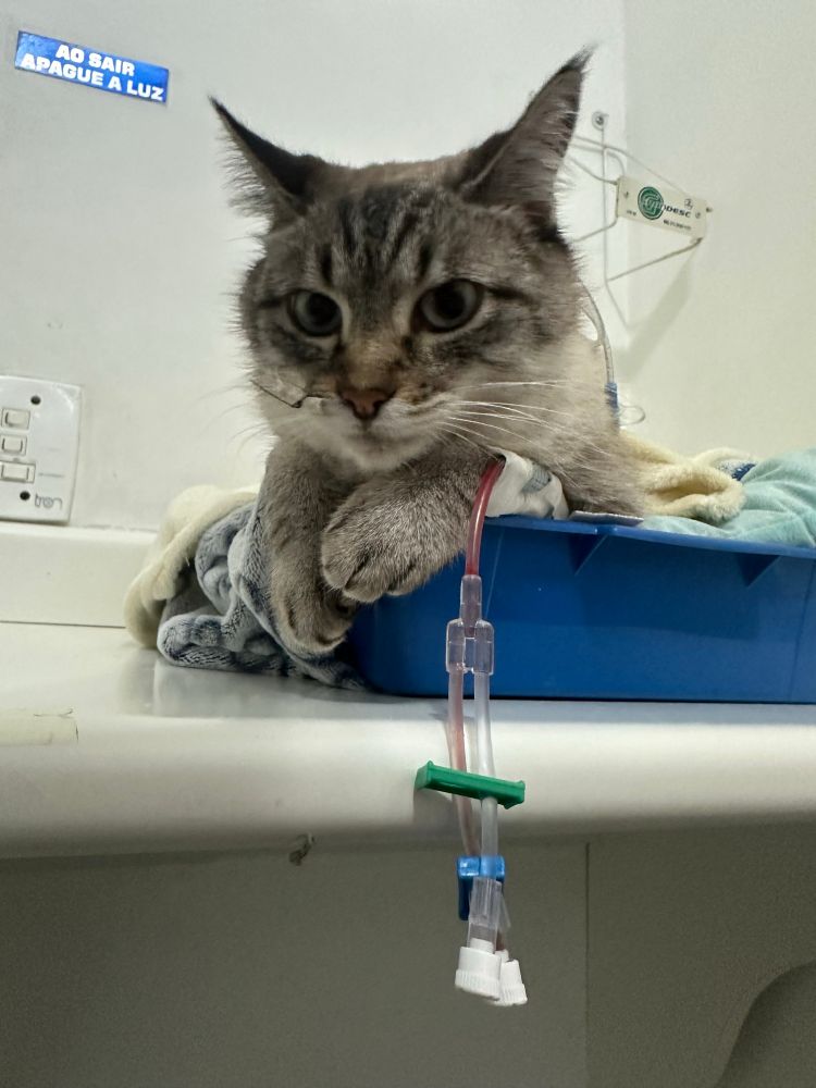 gato lancelot na clínica veterinária. ele esta deitado numa almofada azul e numa mantinha amarela. no focinho ele tem uma sonda nasogastrica instalada, e na patinha um acesso pra medicaçao
