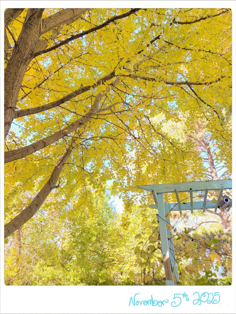 A golden ginkgo tree is starting to lose its leaves, a turquoise cyan blue sky stands out behind and a worn turquoise blue pergola stands in the foreground with aging grape leaves. A worn bird house that is falling stands awkwardly in the center of the pergola.