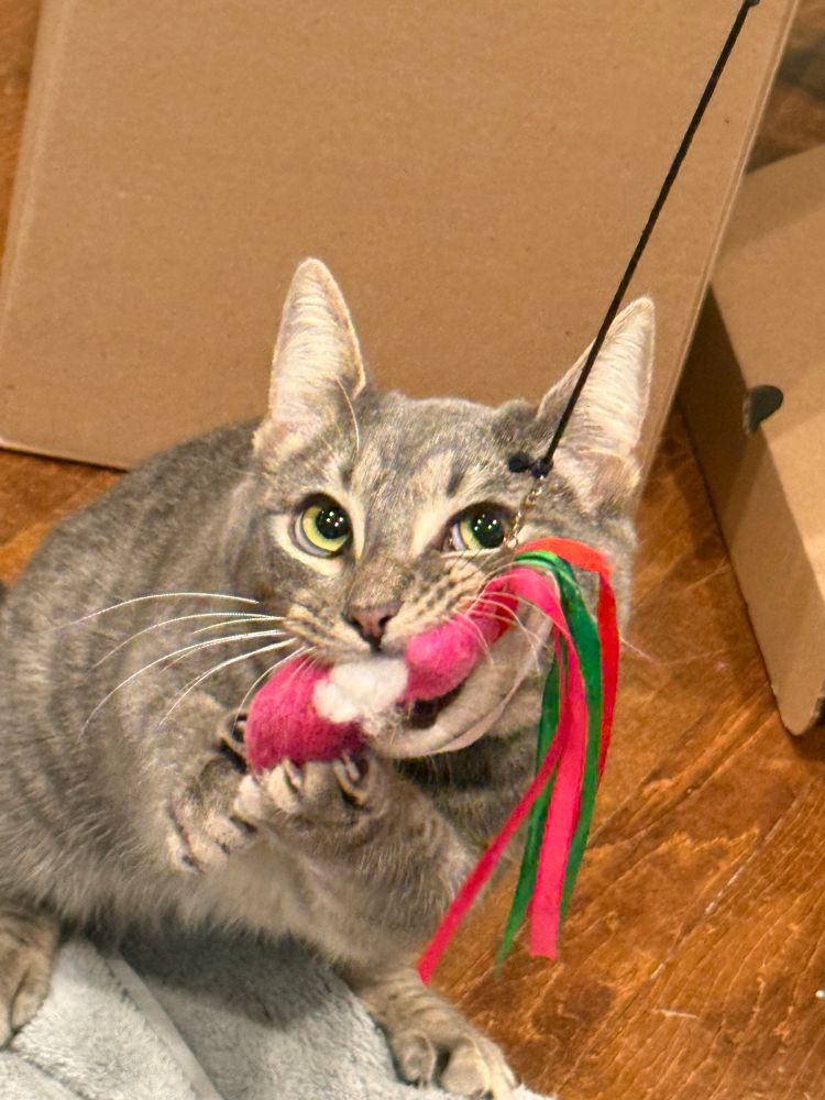 Marble pulling a toy with her paws and mouth and looking like she’s smiling through it. 