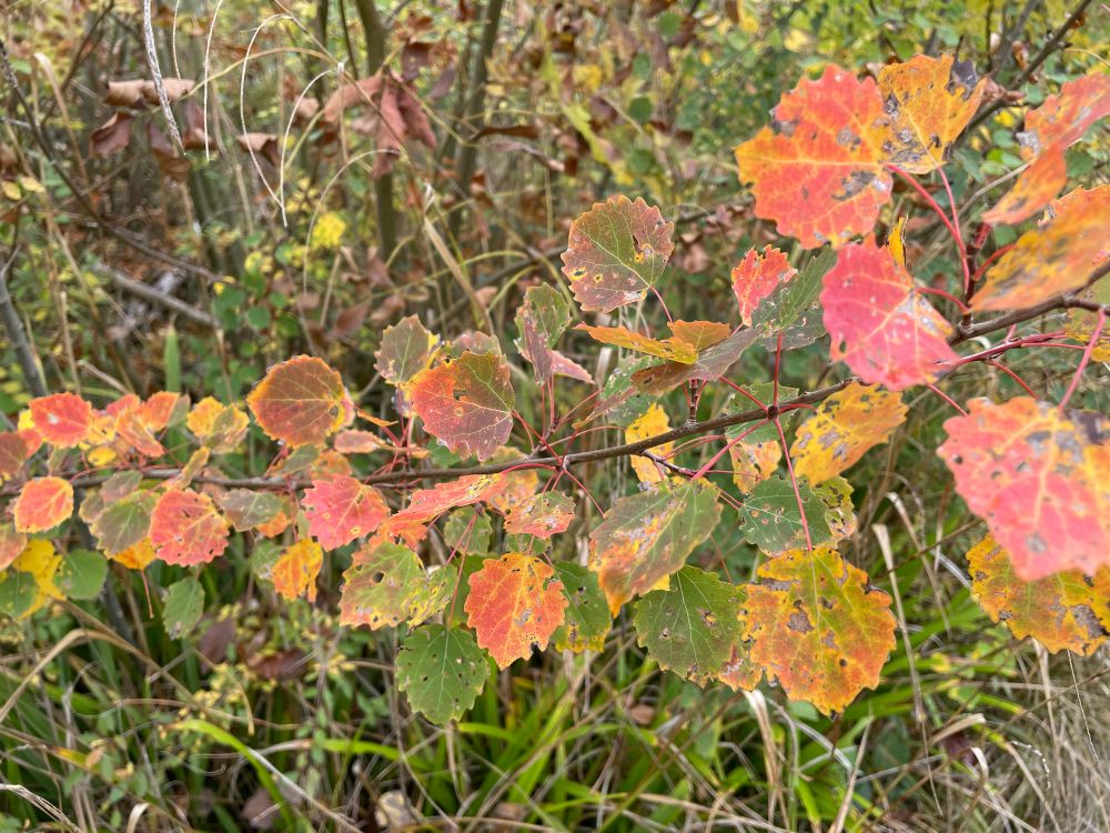 Green, yellow, orange and red aspen leaves 